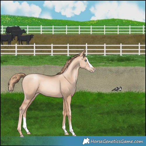 Horse Color:Gold Champagne Pearl Rabicano  and Gold Champagne Pearl Splash Rabicano 