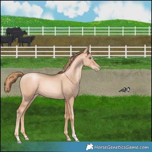 Horse Color:Gold Champagne Pearl Rabicano  and Gold Champagne Pearl Rabicano 