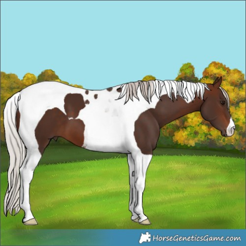 Horse Color:Silver Brown Tobiano 