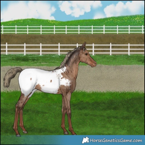 Horse Color:Liver Red Dun Appaloosa Brindle 