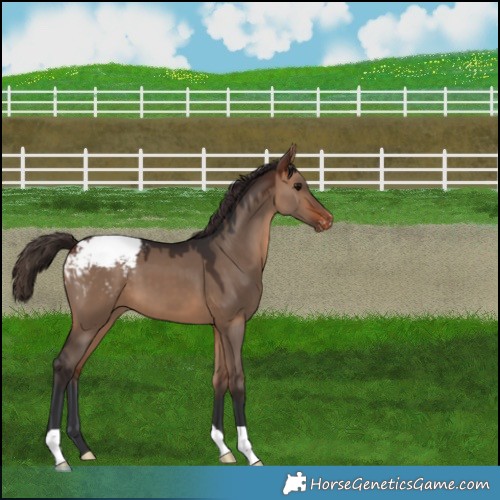 Horse Color:Bay Dun Snowcap 