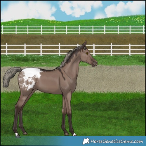 Horse Color:Liver Red Dun Mushroom Snowcap 