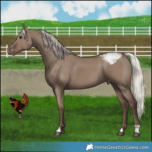 Horse Color:Silver Grullo Appaloosa 