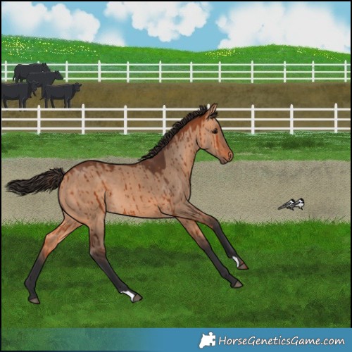 Horse Color:Bay Dun Brindle 