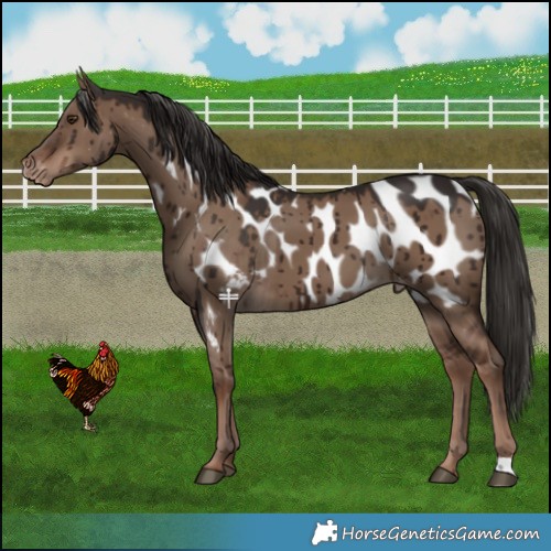 Horse Color:Liver Red Dun Appaloosa Brindle 
