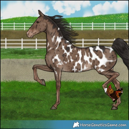 Horse Color:Liver Red Dun Near Leopard Brindle 