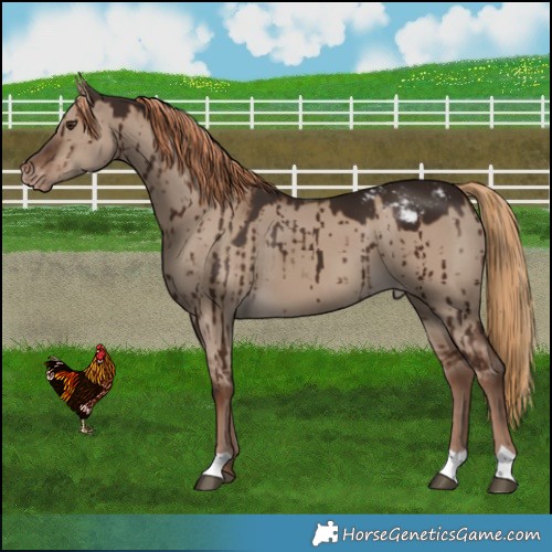 Horse Color:Liver Red Dun Appaloosa Brindle 