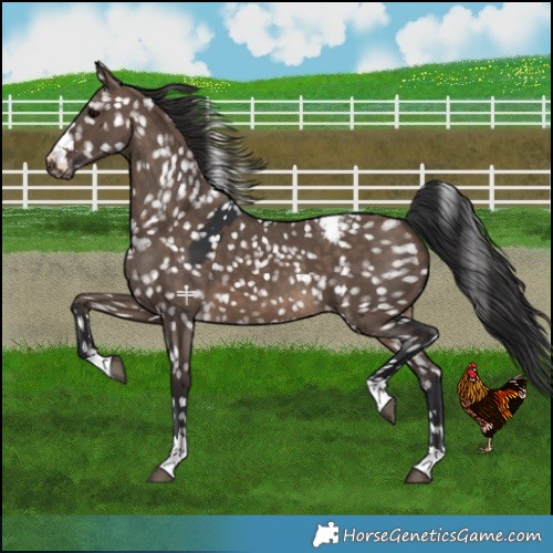 Horse Color:Brown Dun Snowflake Varnish