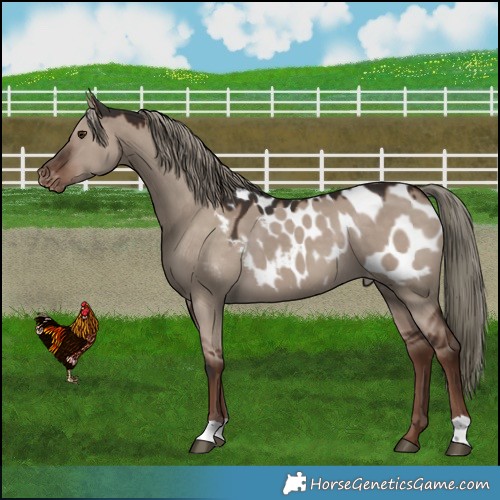 Horse Color:Liver Red Dun Mushroom Appaloosa 