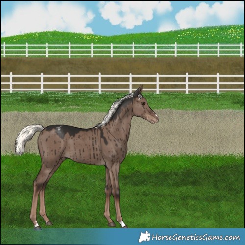 Horse Color:Liver Red Dun Mushroom Varnish Brindle 