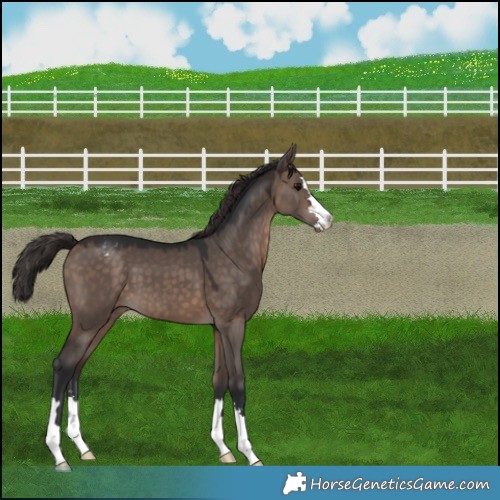 Horse Color:Brown Dun Mushroom Appaloosa 