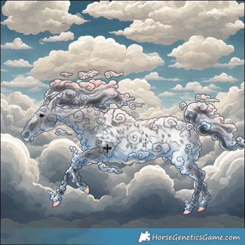 Horse Color:Grullo Appaloosa