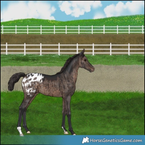 Horse Color:Brown Dun Mushroom Appaloosa Brindle 