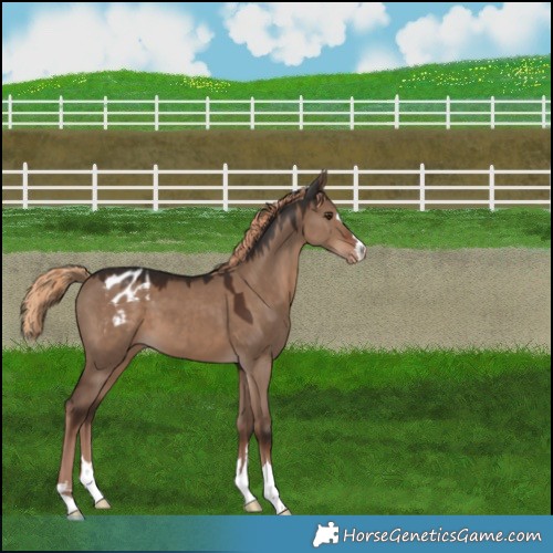 Horse Color:Liver Red Dun Appaloosa 