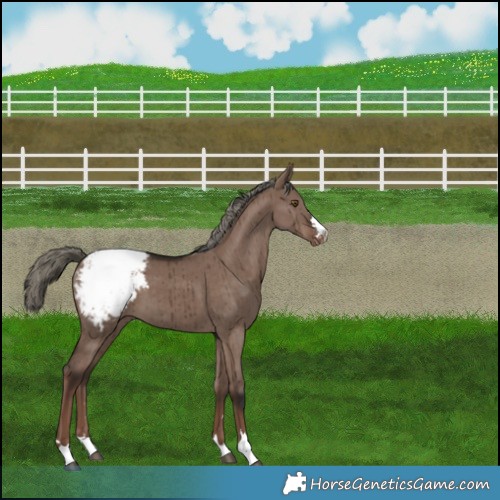 Horse Color:Liver Red Dun Mushroom Varnish Brindle 