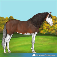 Horse Color:Bay Splash 