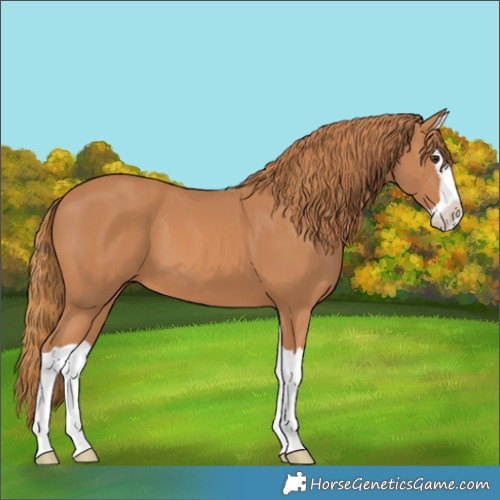 Horse Color:Chestnut Splash 