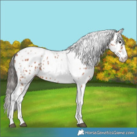 Horse Color:Bay Sabino Splash Tobiano Leopard 