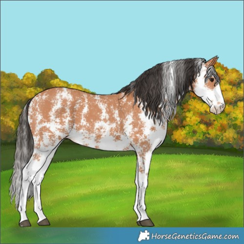 Horse Color:Bay Sabino 