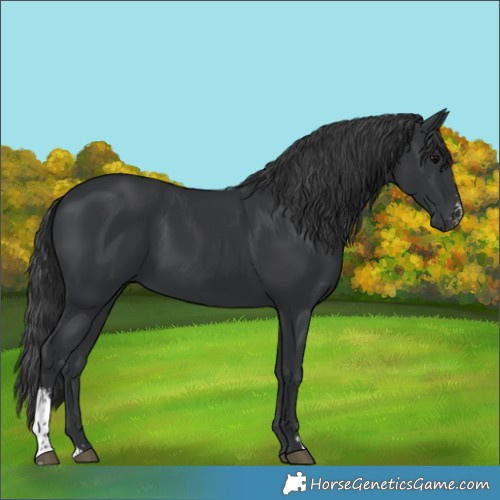 Horse Color:Black Sabino