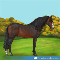 Horse Color:Brown Sabino 