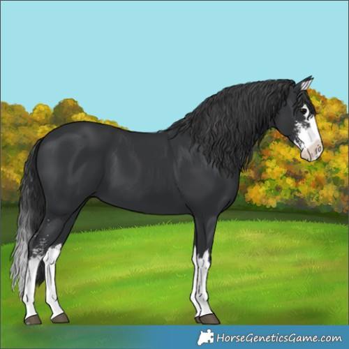Horse Color:Black Sabino Splash 