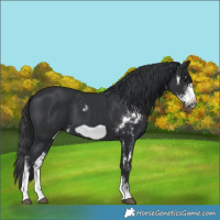 Horse Color:Black Sabino Frame