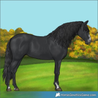Horse Color:Black Sabino Rabicano