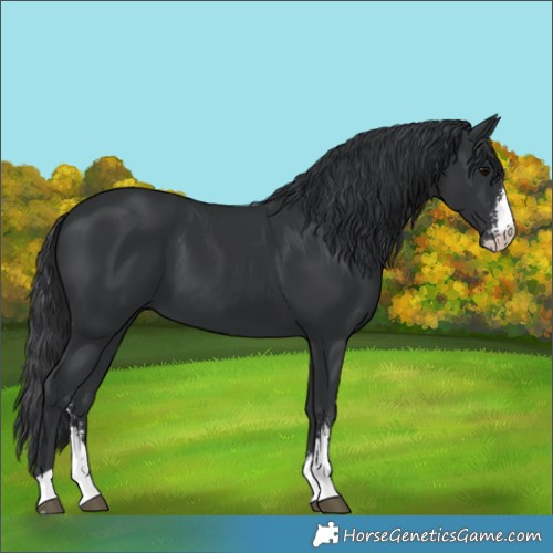 Horse Color:Black Sabino 