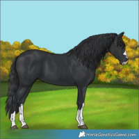 Horse Color:Black 