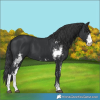 Horse Color:Black Sabino