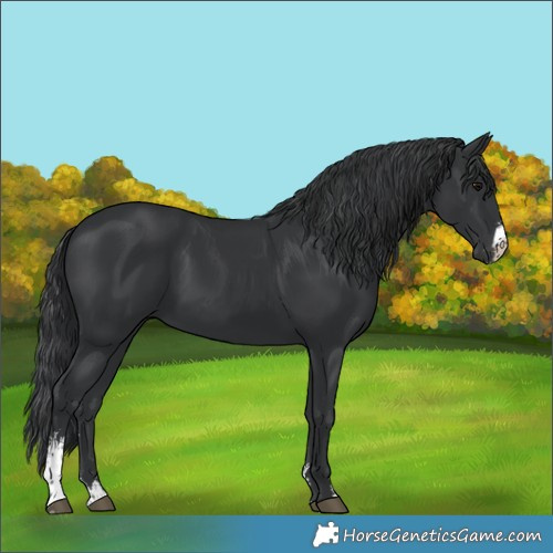 Horse Color:Black Sabino 