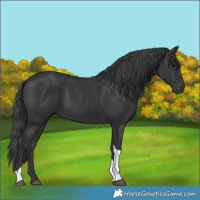 Horse Color:Black Tobiano 