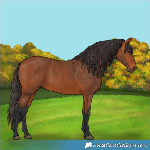 Horse Color:Bay 