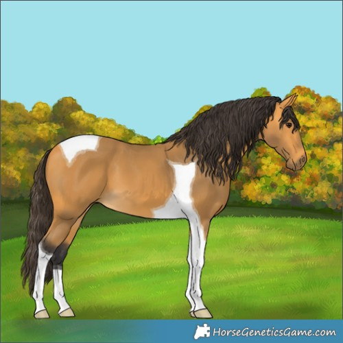 Horse Color:Buckskin Tobiano 