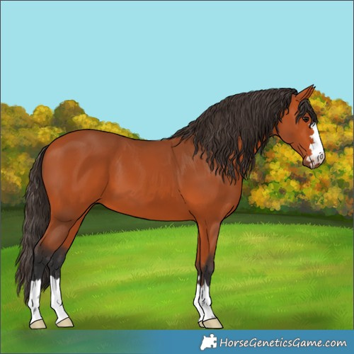 Horse Color:Bay 