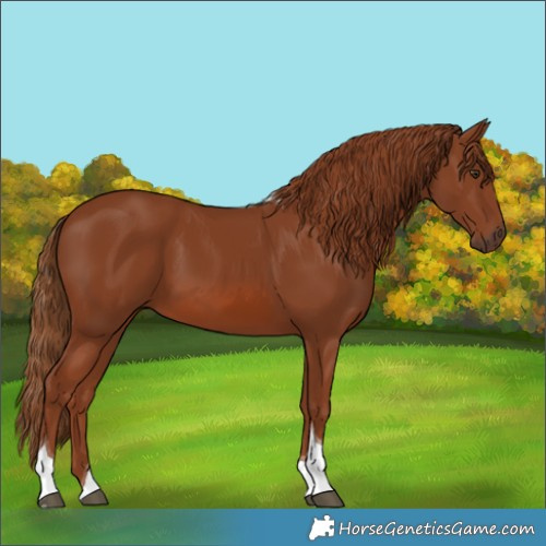 Horse Color:Chestnut Tobiano