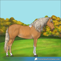 Horse Color:Palomino Tobiano 