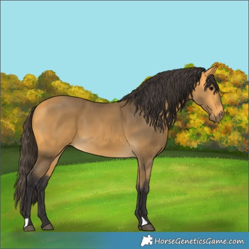 Horse Color:Buckskin 