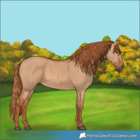 Horse Color:Red Dun 