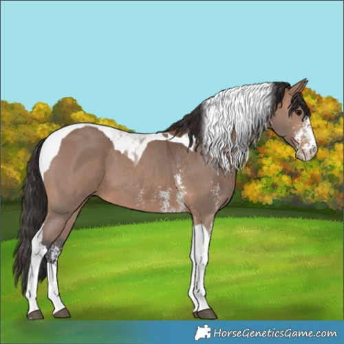 Horse Color:Bay Sabino Tobiano