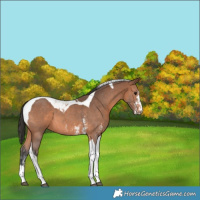 Horse Color:Bay Sabino Tobiano 