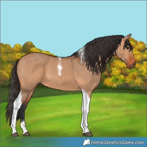 Horse Color:Bay Dun Tobiano 