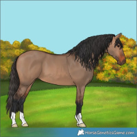Horse Color:Bay Dun 