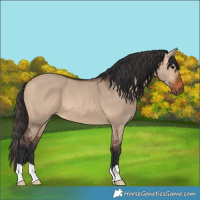 Horse Color:Bay Dun 