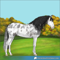 Horse Color:Brown Roan Splash Near Leopard