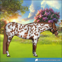 Horse Color:Chestnut Near Leopard 