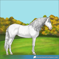 Horse Color:Cremello Sabino Splash 