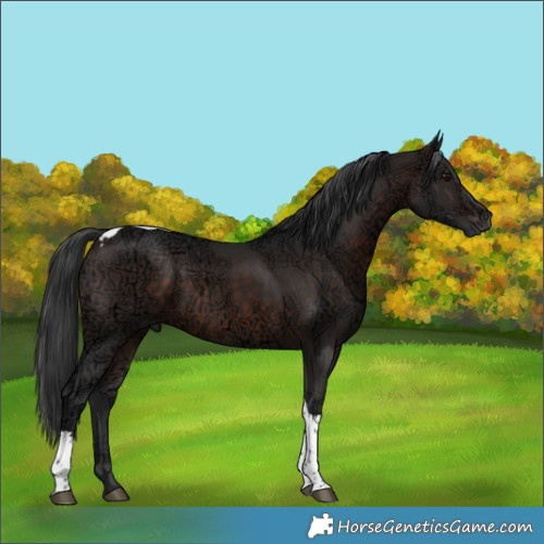 Horse Color:Brown Ice Tobiano 