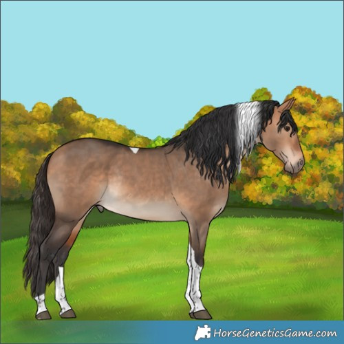 Horse Color:Bay Dun Tobiano Rabicano 